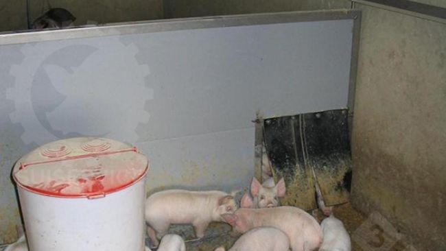 &Agrave; l'ext&eacute;rieur du nid, mais toujours &agrave; l'int&eacute;rieur de l'enclos, une mangeoire circulaire avec de la nourriture s&egrave;che et des abreuvoirs d'eau potable.
