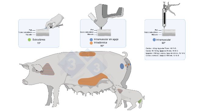 Figure 3 : Points d&rsquo;administration et types de vaccins chez les porcs et les porcelets.
