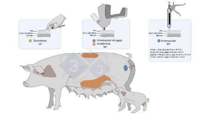 Figure 3 : Points d’administration et types de vaccins chez les porcs et les porcelets.