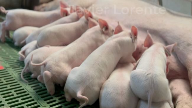 Un âge unique en maternité peut contribuer à améliorer la santé dans celle-ci.