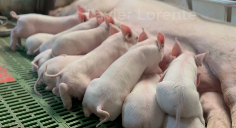 Un &acirc;ge unique en maternit&eacute; peut contribuer &agrave; am&eacute;liorer la sant&eacute; dans celle-ci.
