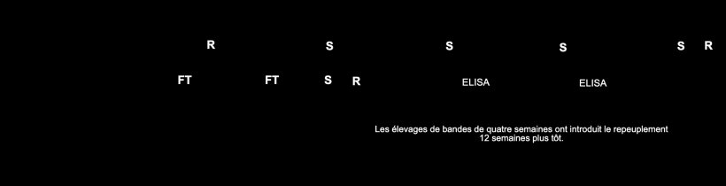 Figure 2 : Comparaison des entr&eacute;es du renouvellement entre les &eacute;levages avec des bandes hebdomadaires et les &eacute;levages avec des bandes toutes les 4 semaines.
