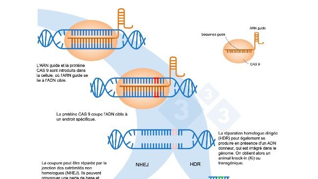 Figure 1 : Édition de gènes à l'aide du système CRISPR-Cas9. Un ARN guide (ARNg) reconnaît une région génomique spécifique, laquelle dirige l'endonucléase ADN Cas9. Cette enzyme produit une rupture des deux brins d'ADN à l'endroit précis. Adapté de : https://es.moleculardevices.com/applications/gene-editing-with-crispr-engineering