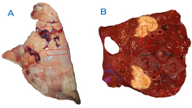 Figure 1. A. Pr&eacute;l&egrave;vement g&eacute;n&eacute;ral recommand&eacute; d'un poumon, comprenant des &eacute;chantillons des zones normales et des zones affect&eacute;es. B. En cas de l&eacute;sions localis&eacute;es, les zones normales et affect&eacute;es doivent &eacute;galement &ecirc;tre &eacute;chantillonn&eacute;es, et pas seulement les l&eacute;sions.

