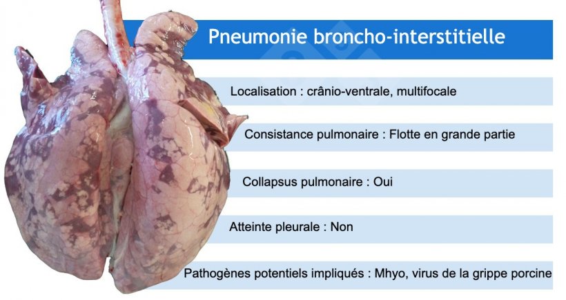 Mhyo: Mycoplasma hyopneumoniae
