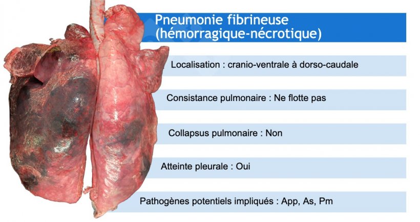 App: Actinobacillus pleuropneumoniae; As: Actinobacillus suis;&nbsp;Pm: Pasteurella multocida
