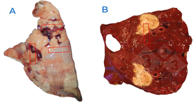 Figure 1. A. Pr&eacute;l&egrave;vement g&eacute;n&eacute;ral recommand&eacute; d&#39;un poumon, comprenant des &eacute;chantillons des zones normales et des zones affect&eacute;es. B. En cas de l&eacute;sions localis&eacute;es, les zones normales et affect&eacute;es doivent &eacute;galement &ecirc;tre &eacute;chantillonn&eacute;es, et pas seulement les l&eacute;sions.
