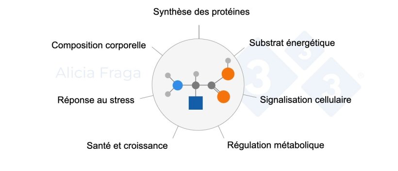 Figure 1 : Fonctions g&eacute;n&eacute;rales des acides amin&eacute;s fonctionnels.
