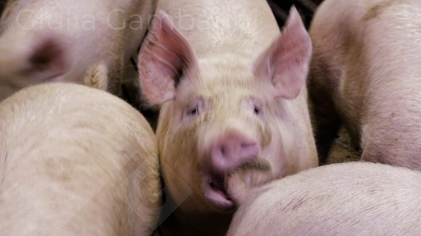 Photo 3 : Porc en train de mordre la queue d&#39;un cong&eacute;n&egrave;re.
