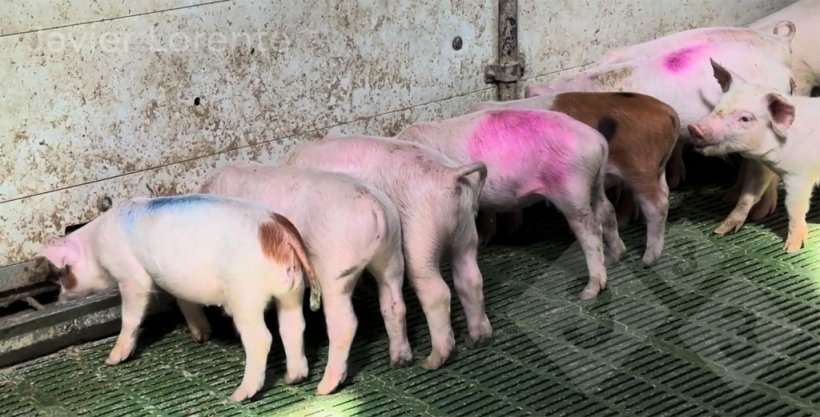 Photo 1 : parc pour animaux malades.
