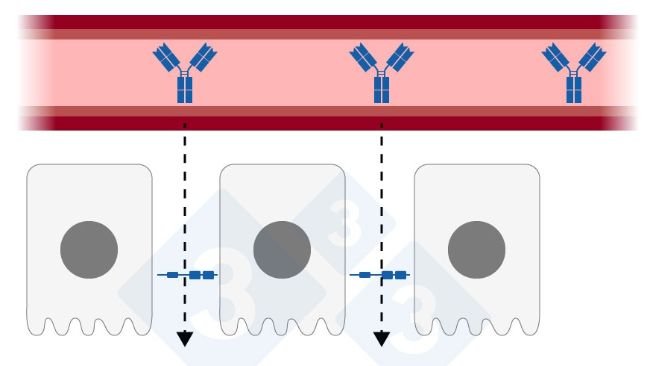 Figure 1 : Jonction étroite détendue dans l'épithélium mammaire. Élaboré par Sebastian Casiró - Adapté de H. Quesnel et C. Farmer 2018