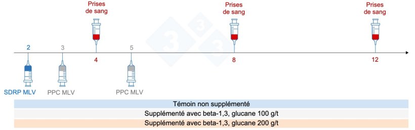 Figure 5 : Plan de l'essai : groupes, moment de la vaccination et prélèvement d'échantillons sanguins (Chuaychu et al., 2024). Adapté par S. Casiró de Chuaychu et al., 2024.