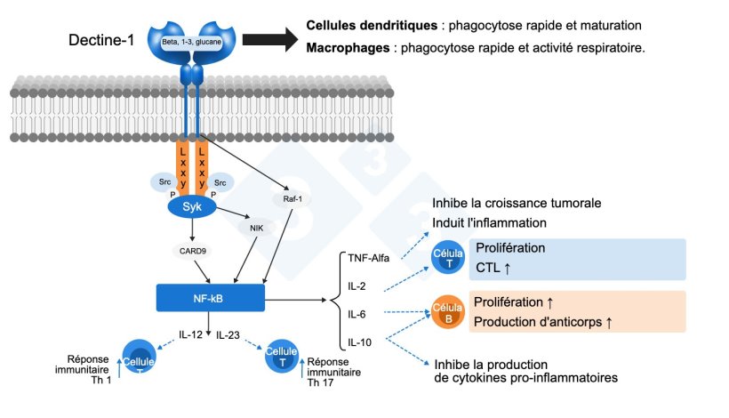 Figure 2 : Mode d'action des bêta-glucanes. Adapté par S. Casiró de Jin et al. 2018.