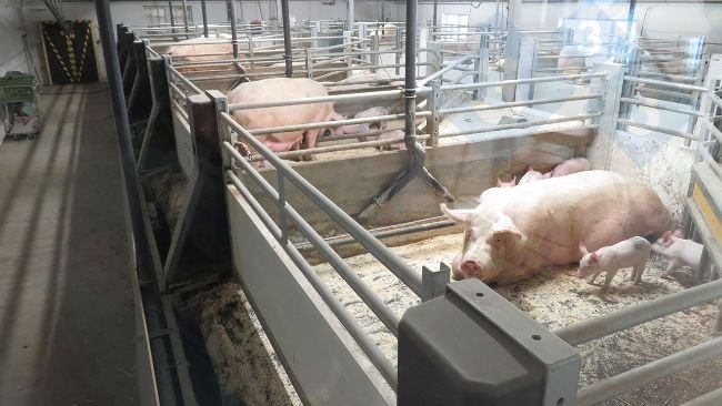 Système de plancher mobile mis en œuvre chez les truies allaitantes.