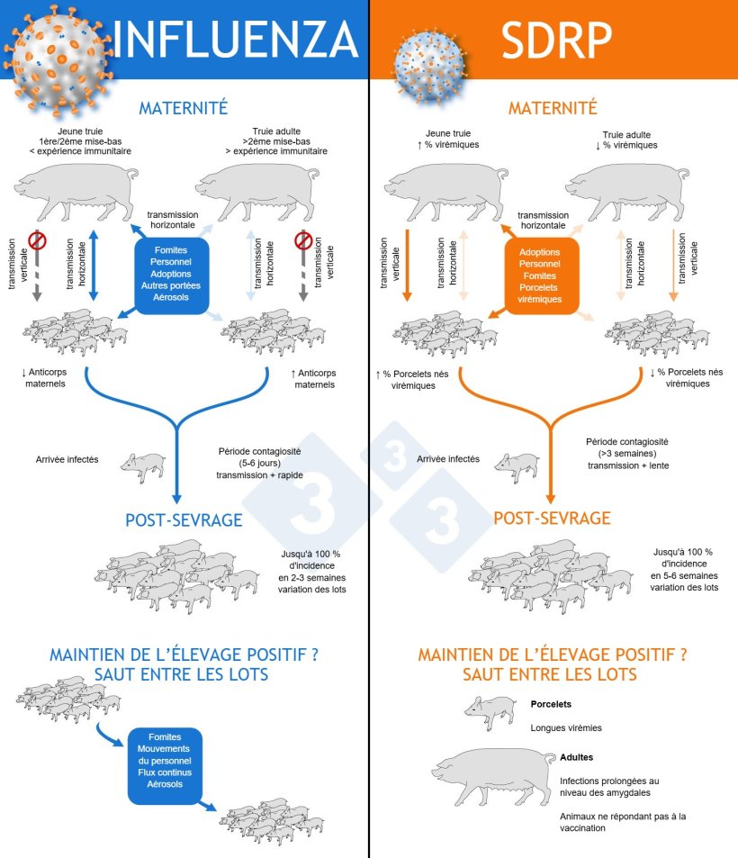 Figure 1 : M&eacute;canismes par lesquels le SDRP et le virus de la grippe s'installent de mani&egrave;re end&eacute;mique dans les &eacute;levages.

