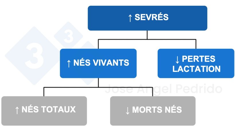 Figure 1 : Arbre de d&eacute;cision pour augmenter le nombre de porcelets sevr&eacute;s.
