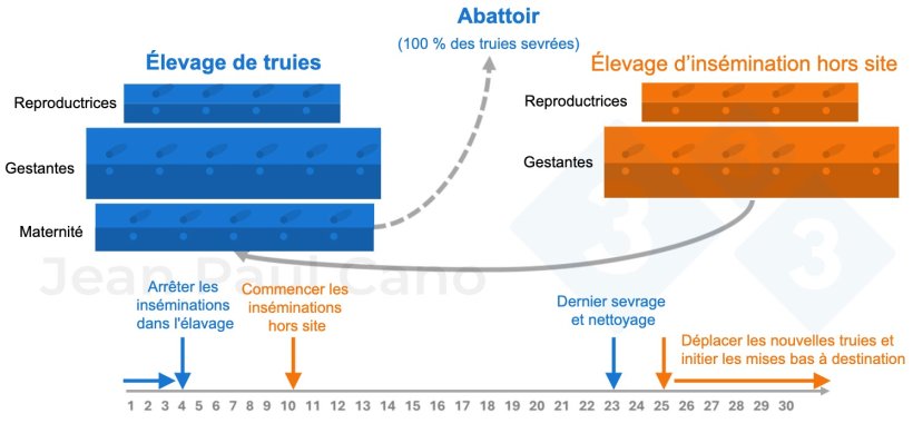 Figure 2. Diagramme chronologique et flux d'animaux pendant le d&eacute;peuplement et le repeuplement.
