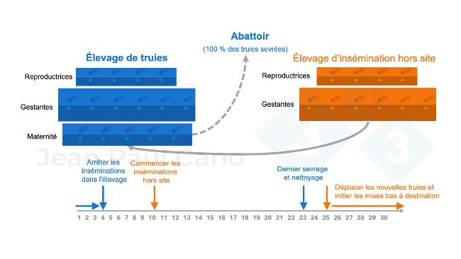 Figure 2. Diagramme chronologique et flux d'animaux pendant le d&eacute;peuplement et le repeuplement.
