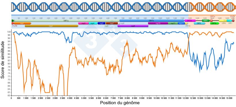 Figure 1 : Représentation d'une recombinaison générant un nouveau virus. La région située avant et après les points d'intersection des deux lignes indique la partie de génomes reçus des deux virus parentaux. Les régions du génome sont représentées dans la partie supérieure.