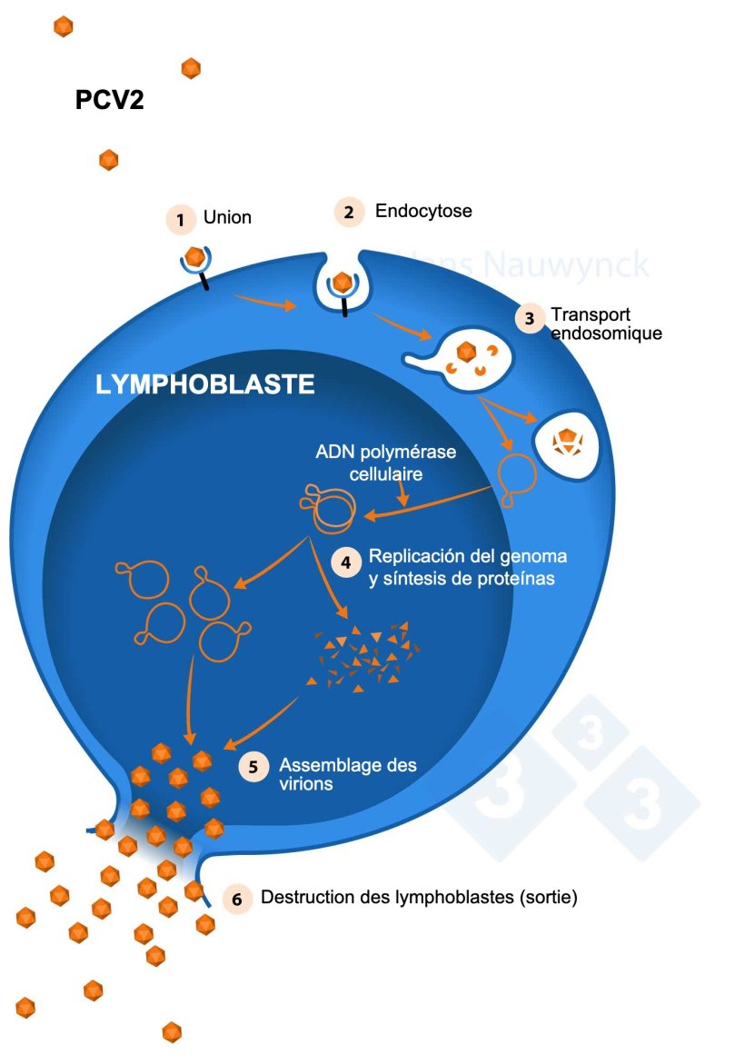 Les lymphoblastes sont les cellules dans lesquelles le PCV2 se r&eacute;plique. Par cons&eacute;quent, plus il y a de lymphoblastes, plus le PCV2 se r&eacute;plique.
