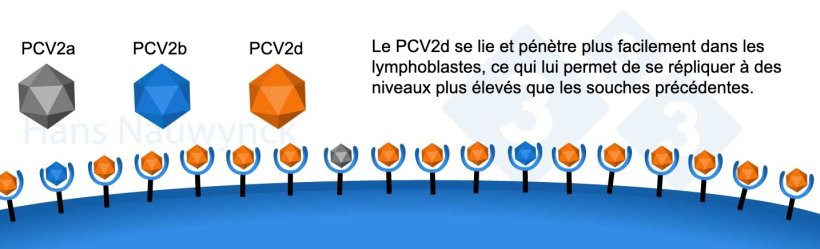 Le PCV2 est un virus en constante évolution. Le PCV2d est aujourd'hui la souche dominante, ayant modifié sa surface afin de mieux se lier à ses récepteurs dans les lymphoblastes.