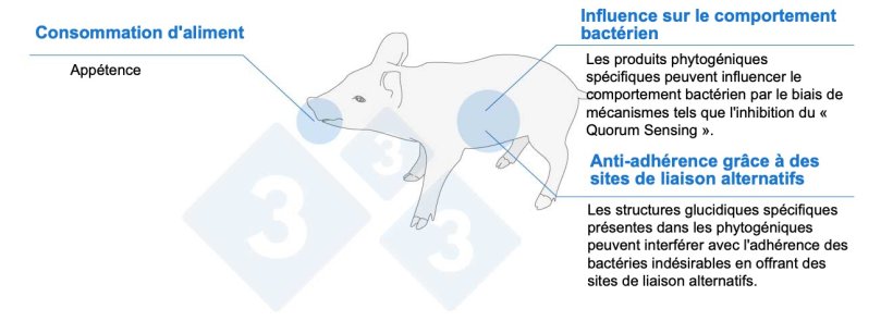 Figure 1. Les produits phytog&eacute;niques peuvent aider les porcelets par diff&eacute;rents m&eacute;canismes.
