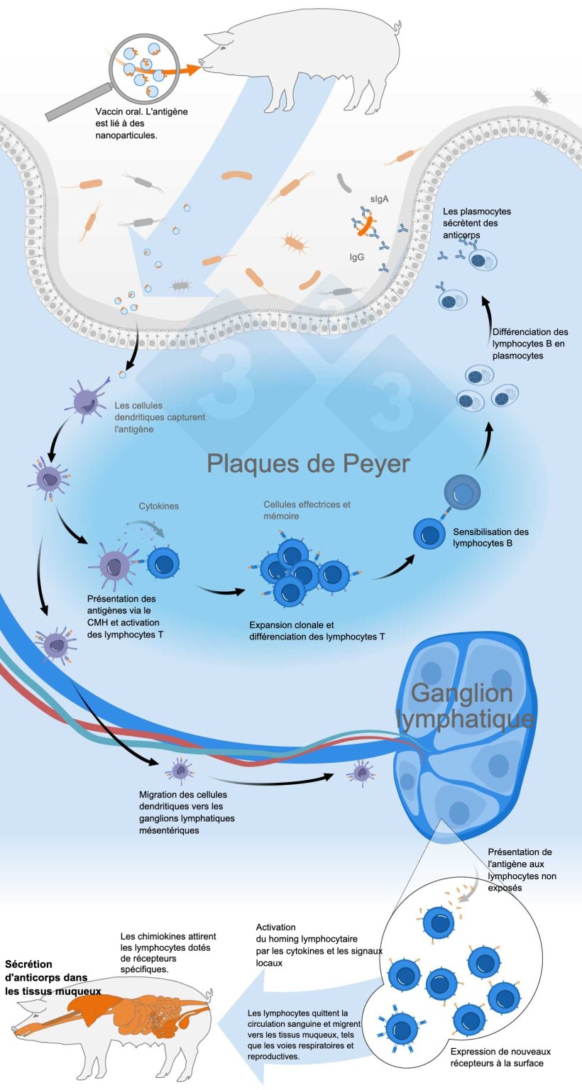 Sch&eacute;ma d'activation du syst&egrave;me immunitaire commun des muqueuses
