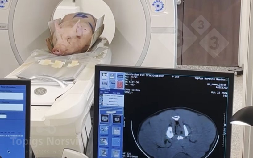 Figure 4. Les verrats sont plac&eacute;s en position couch&eacute;e sur le tomographe. Le processus complet dure moins de 10 minutes.
