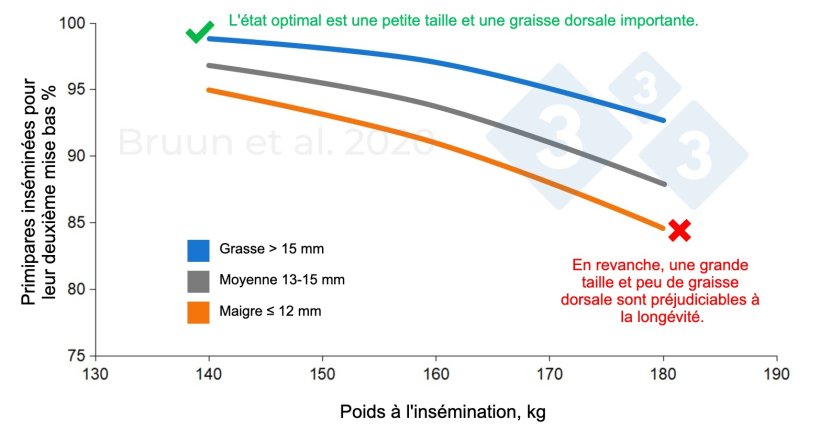 Relation entre le poids et l'épaisseur de la graisse dorsale des cochettes lors de la première insémination et leur durée de vie productive et leur longévité. Bruun et al. (2020) : Rapport d'essai n° 1206, SEGES Innovation