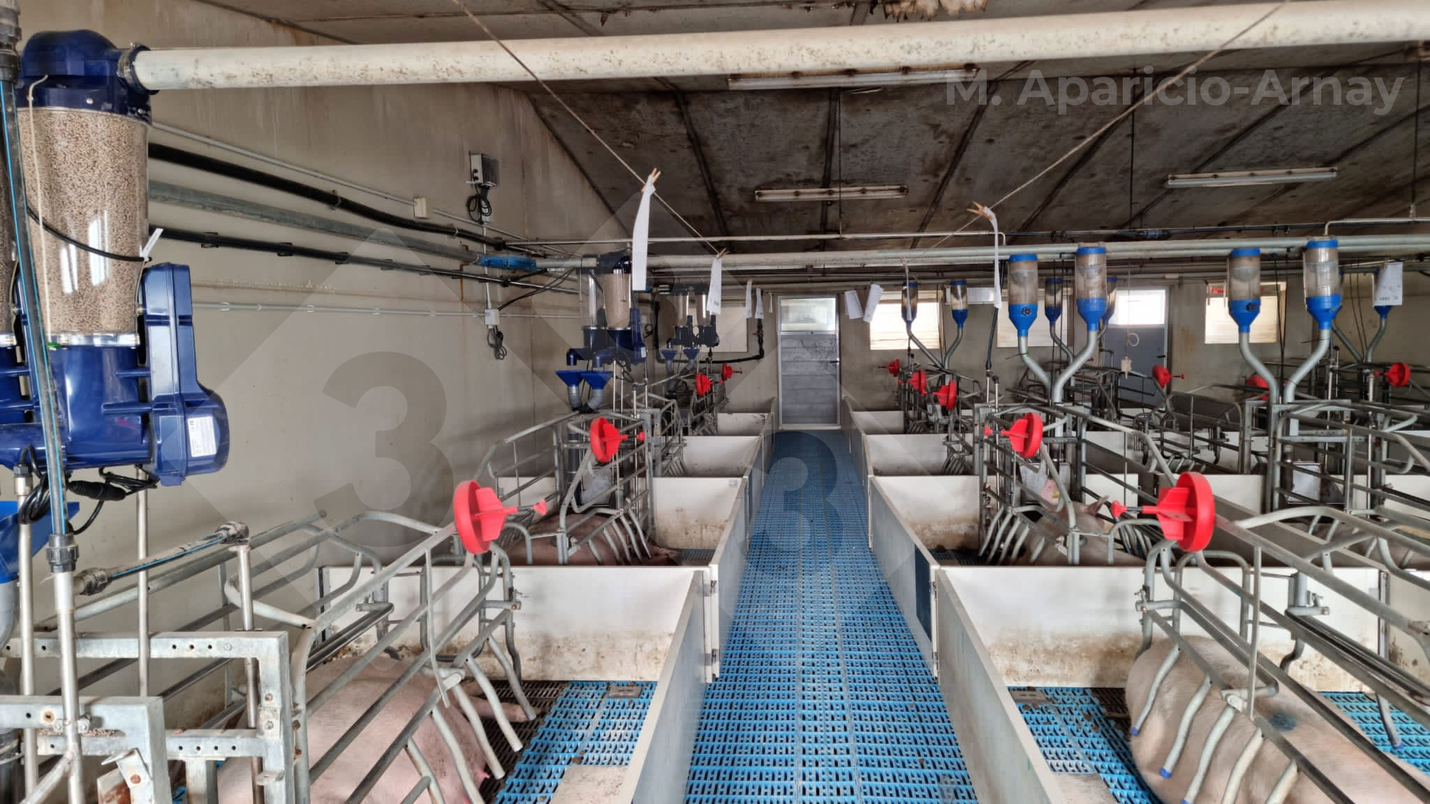 Photo 2. Alimentation de pr&eacute;cision pendant l'allaitement des truies.
