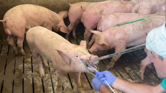 Prélèvement d'échantillons par frottis amygdalien