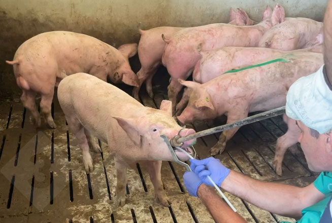 Prélèvement d'échantillons par frottis amygdalien