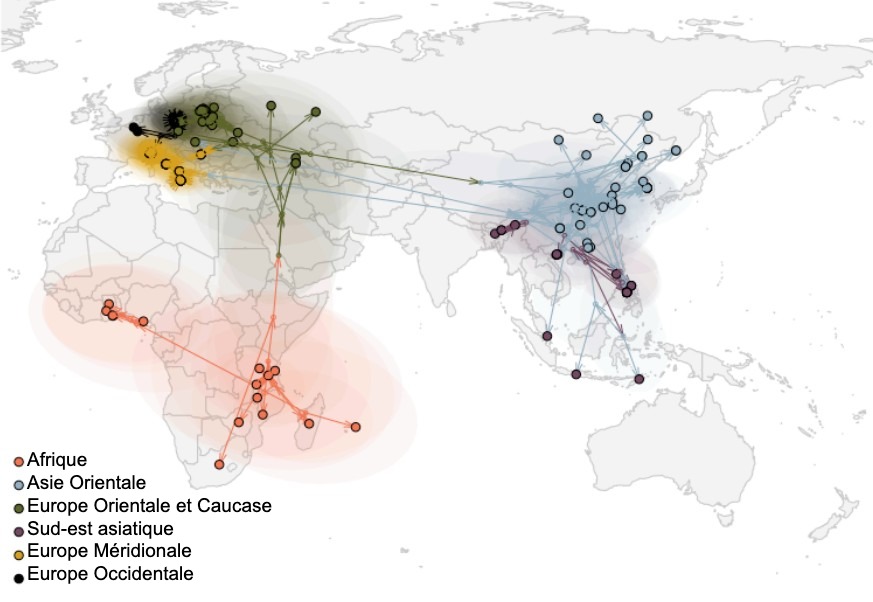 Figure 2. Propagation mondiale du virus de la PPA (Rossi et al. bioRxiv 2025).
