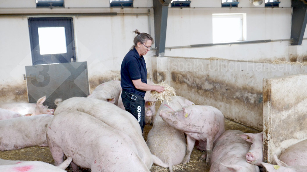 Photo 2 : Inspection quotidienne des truies - recherche des truies pr&eacute;sentant une boiterie
