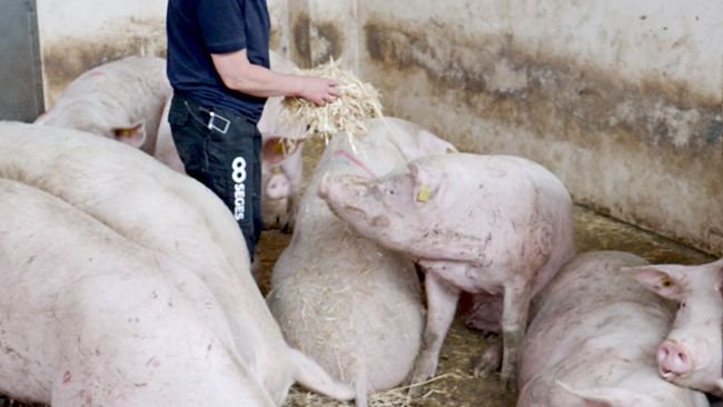 Photo 2 : Inspection quotidienne des truies - recherche des truies présentant une boiterie