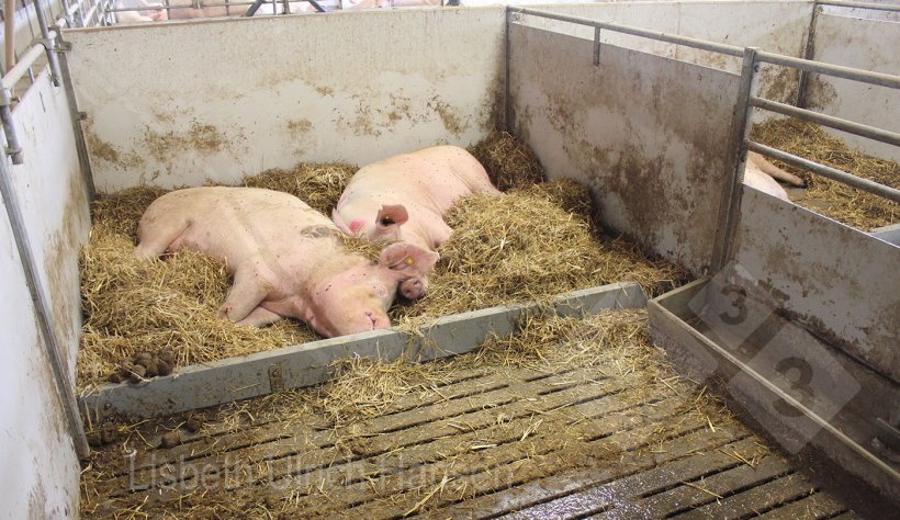 Photo 3 : Parc d'infirmerie avec litière de paille dans la zone de repos.