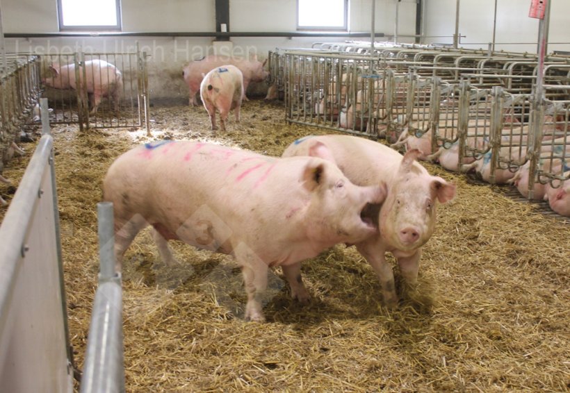 Photo 1 : Parc d'insémination danois utilisé pour le mélange - litière profonde avec de la paille