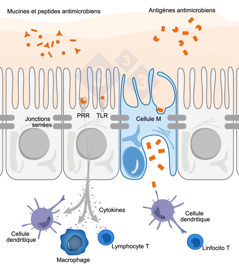Figure 1. Sch&eacute;ma illustrant le m&eacute;canisme d'action des cellules immunitaires intestinales en r&eacute;ponse &agrave; des menaces externes.
