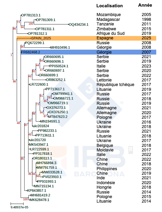 Figure 1. Arbre phylog&eacute;n&eacute;tique de la souche Sp25 (en orange) par rapport &agrave; d'autres isolats de VPPA africains et europ&eacute;ens apr&egrave;s l'introduction de la souche Georgia 2007 (en bleu) en Europe. Auteurs : Dr Toni Gabald&oacute;n et Marina Marcet-Houben (IRB)
