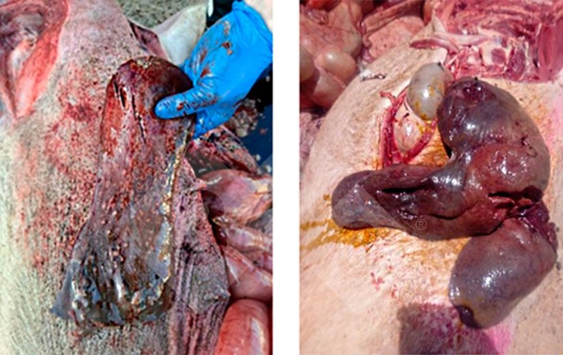 Image 2. L&eacute;sions h&eacute;patiques observ&eacute;es lors des autopsies
