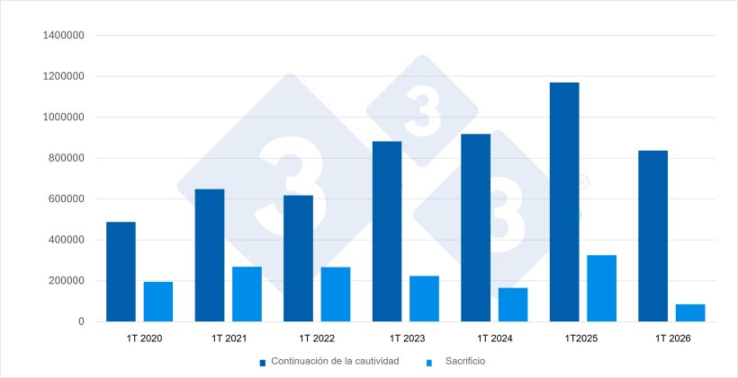 Gráfico 1. Evolución de las importaciones españolas durante el 1T de porcinos destinados a continuación de la cautividad y a sacrificio. Fuente: 333 a partir de datos del MAPA.