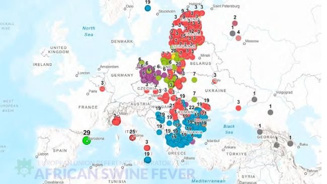 Répartition géographique des sous-groupes génétiques du VPPA de génotype II en Europe, avec une mention particulière pour le groupe génétique 29 détecté en Espagne (Source : EURL-ASF).