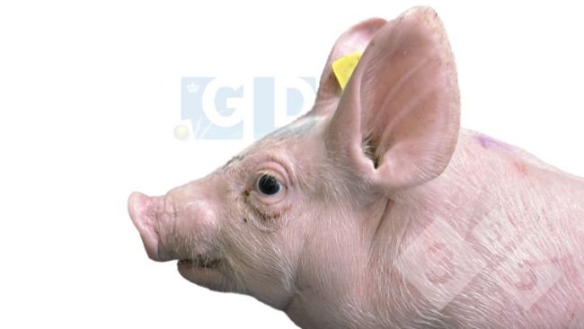 Photo 1. Porcelet atteint, âgé de 4 semaines, présentant un exophtalmie et un strabisme, une inflammation au niveau du cou et un raccourcissement de la mâchoire inférieure. La peau du thorax présente des égratignures.