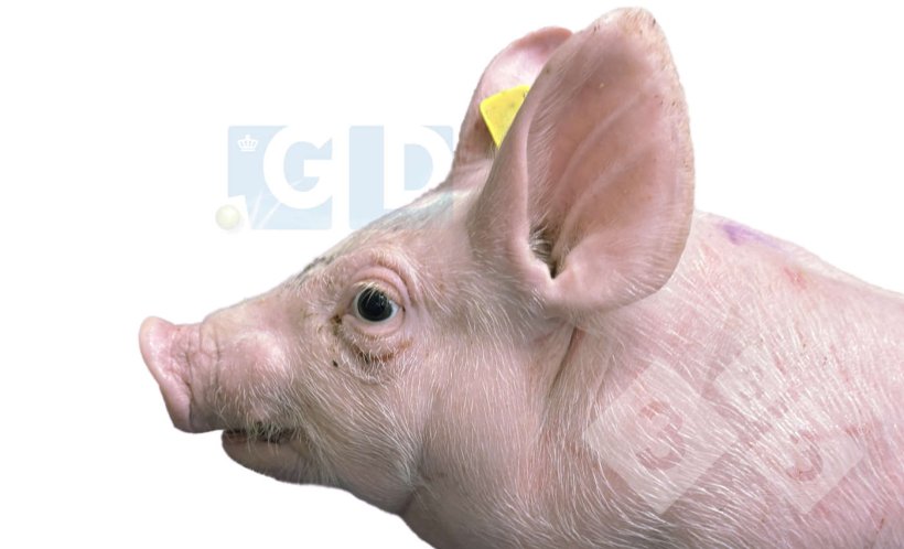 Photo 1. Porcelet atteint, âgé de 4 semaines, présentant un exophtalmie et un strabisme, une inflammation au niveau du cou et un raccourcissement de la mâchoire inférieure. La peau du thorax présente des égratignures.