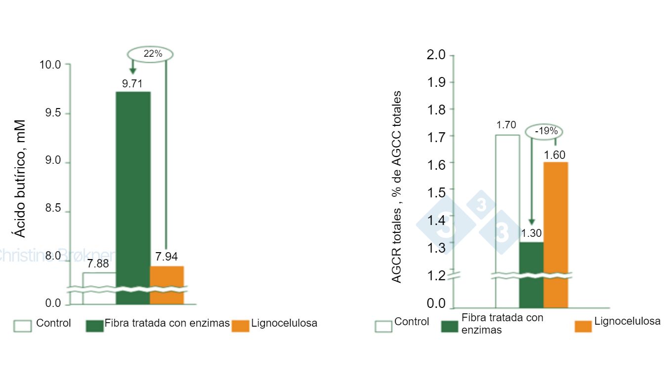 Figura 1. Controle = sem fibra, Fibra tratada com enzima = PNA sol&uacute;vel, Lignocelulose = PNA insol&uacute;vel. (A) A produ&ccedil;&atilde;o de &aacute;cido but&iacute;rico aumenta 22% em leit&otilde;es (15 kg) durante a fermenta&ccedil;&atilde;o da fibra sol&uacute;vel. (B) A fermenta&ccedil;&atilde;o da prote&iacute;na &eacute; reduzida em 19% em leit&otilde;es (15 kg) pela fermenta&ccedil;&atilde;o da fibra sol&uacute;vel. SCFA = &aacute;cidos graxos de cadeia curta, SCFA = &aacute;cidos graxos de cadeia ramificada.
