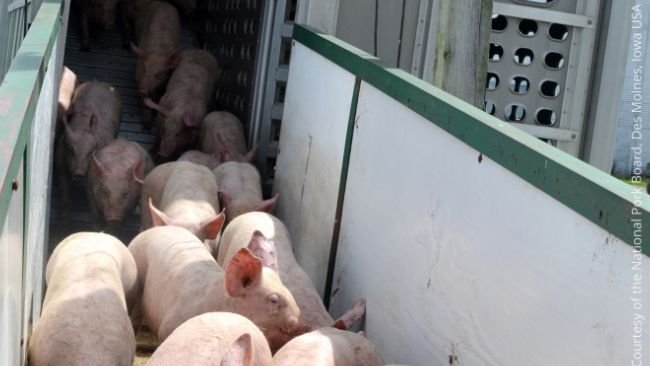 A via de transmissão mais comum do PRRS é através da comercialização de suínos infectados e pela disseminação local.