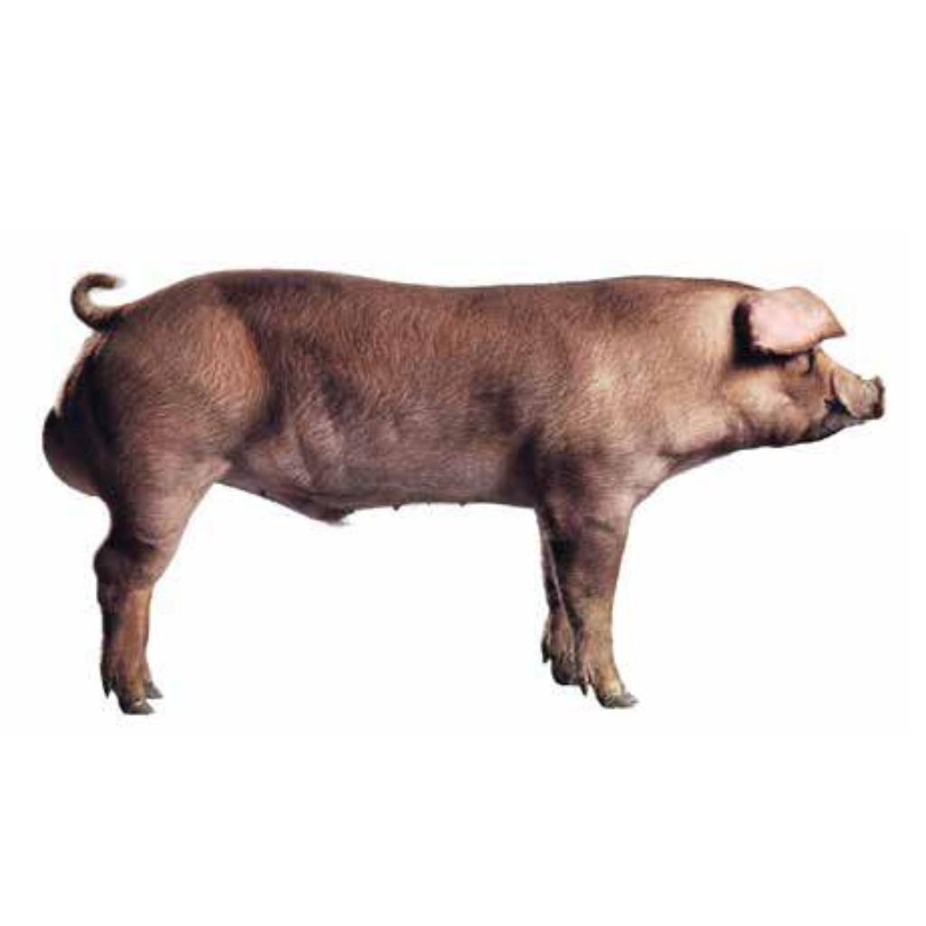 TOPIGS NORSVIN DUROC